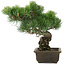 Pinus parviflora, 34,5 cm, ± 20 jaar oud