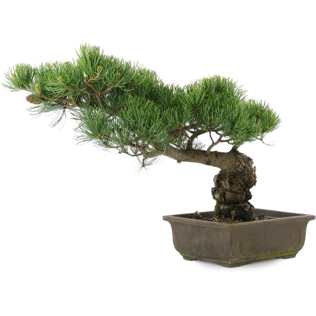 Pinus parviflora, 34,5 cm, ± 20 años