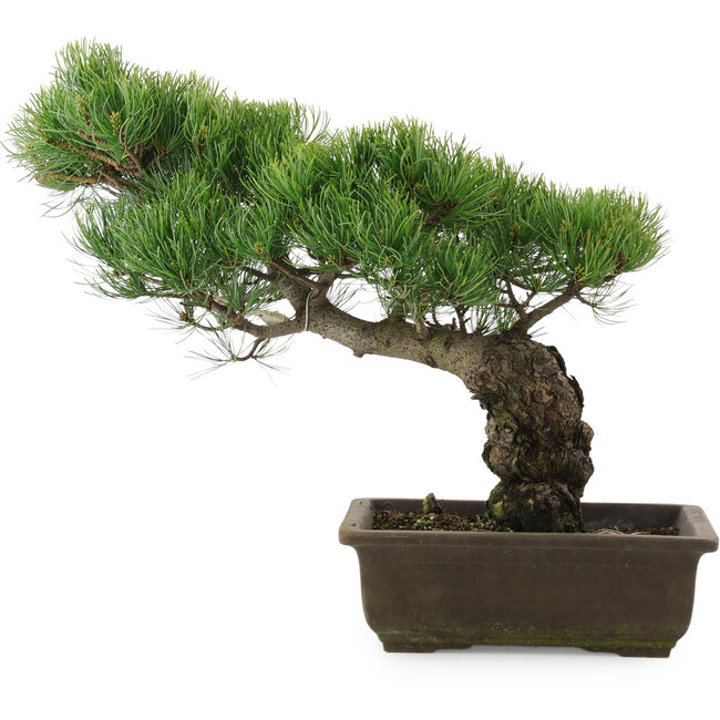 Pinus parviflora, 34,5 cm, ± 20 jaar oud