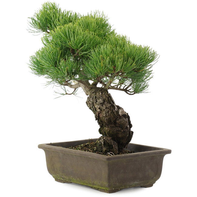 Pinus parviflora, 34,5 cm, ± 20 jaar oud