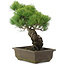 Pinus parviflora, 34,5 cm, ± 20 jaar oud