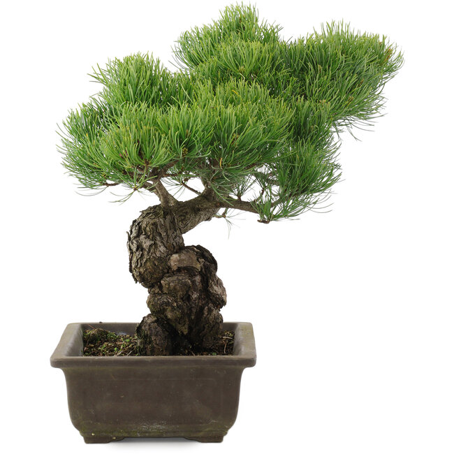 Pinus parviflora, 34,5 cm, ± 20 jaar oud