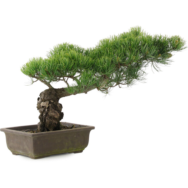 Pinus parviflora, 34,5 cm, ± 20 jaar oud