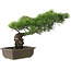 Pinus parviflora, 34,5 cm, ± 20 jaar oud