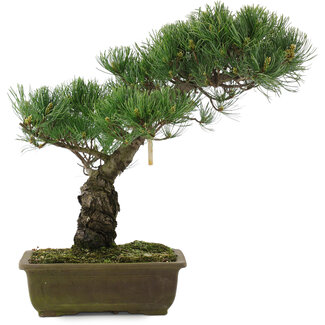 Pinus parviflora, 40 cm, ± 20 jaar oud