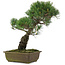 Pinus parviflora, 40 cm, ± 20 ans