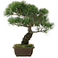 Pinus parviflora, 40 cm, ± 20 years old