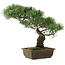 Pinus parviflora, 40 cm, ± 20 ans