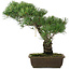 Pinus parviflora, 40 cm, ± 20 ans
