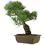 Pinus parviflora, 40 cm, ± 20 ans