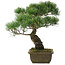 Pinus parviflora, 40 cm, ± 20 ans