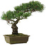 Pinus parviflora, 40 cm, ± 20 ans