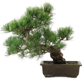 Pinus parviflora, 38 cm, ± 20 jaar oud