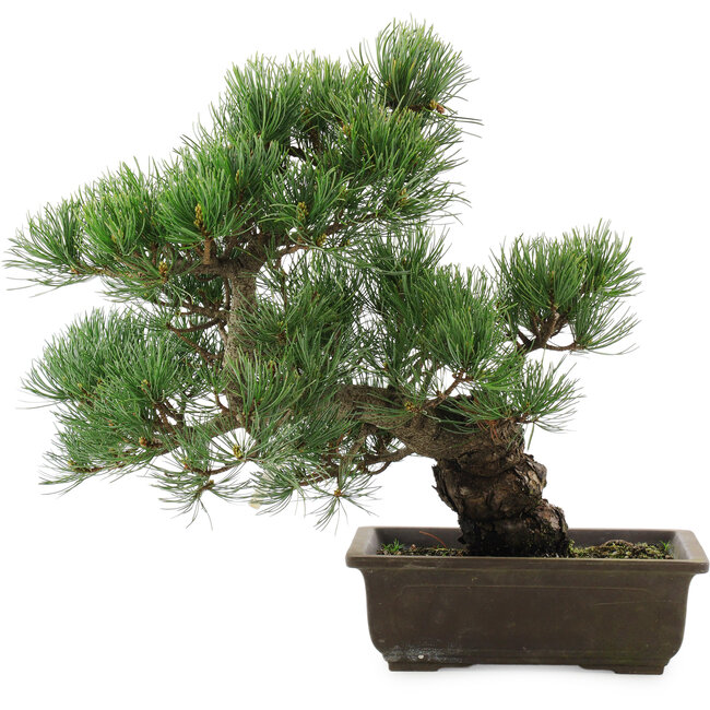 Pinus parviflora, 38 cm, ± 20 anni