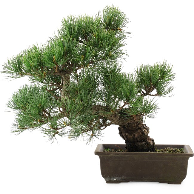 Pinus parviflora, 38 cm, ± 20 jaar oud