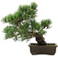 Pinus parviflora, 38 cm, ± 20 jaar oud