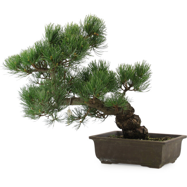 Pinus parviflora, 38 cm, ± 20 años