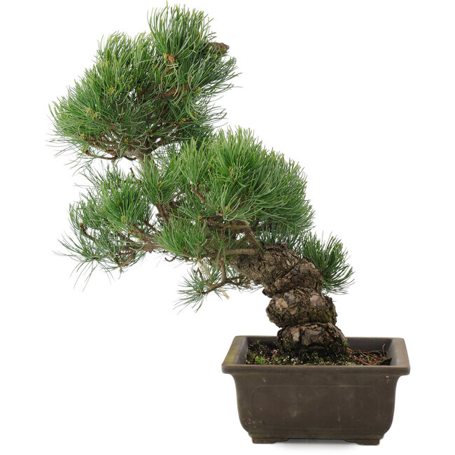 Pinus parviflora, 38 cm, ± 20 anni