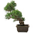 Pinus parviflora, 38 cm, ± 20 jaar oud