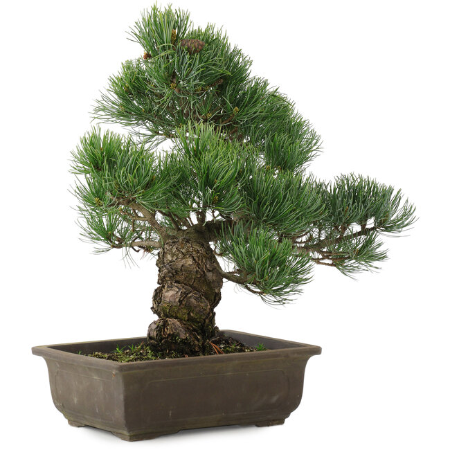 Pinus parviflora, 38 cm, ± 20 jaar oud