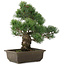 Pinus parviflora, 38 cm, ± 20 jaar oud