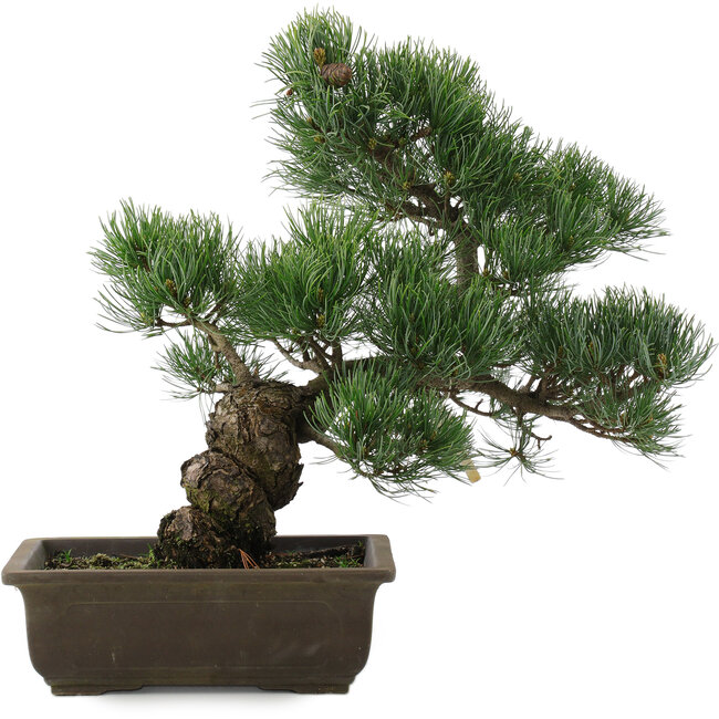 Pinus parviflora, 38 cm, ± 20 jaar oud