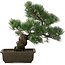 Pinus parviflora, 38 cm, ± 20 jaar oud