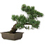 Pinus parviflora, 38 cm, ± 20 jaar oud