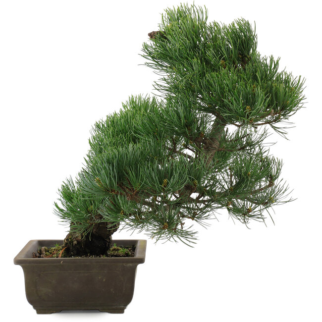 Pinus parviflora, 38 cm, ± 20 años