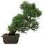 Pinus parviflora, 38 cm, ± 20 jaar oud