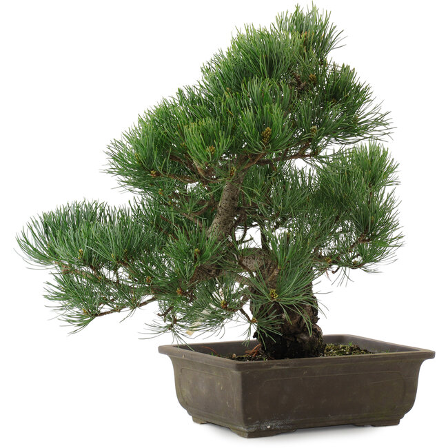 Pinus parviflora, 38 cm, ± 20 años