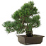 Pinus parviflora, 38 cm, ± 20 jaar oud