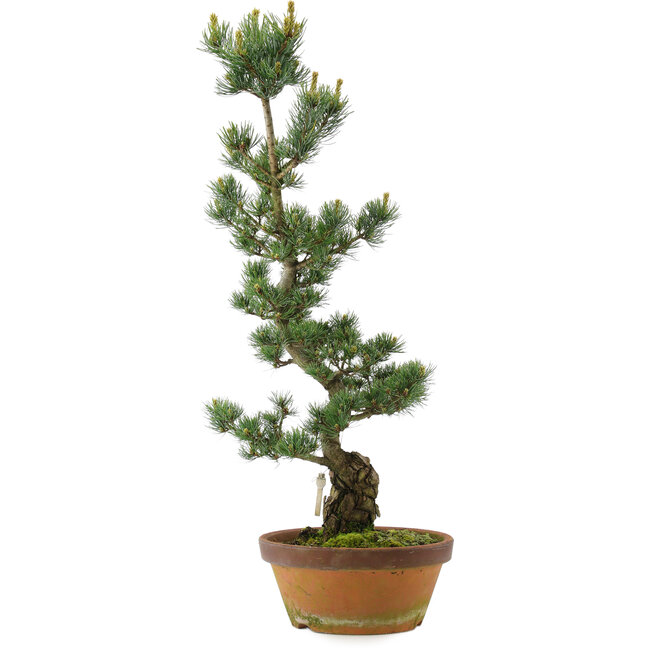 Pinus parviflora, 73 cm, ± 20 jaar oud