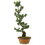 Pinus parviflora, 73 cm, ± 20 jaar oud