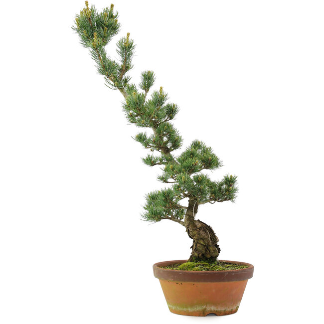 Pinus parviflora, 73 cm, ± 20 ans