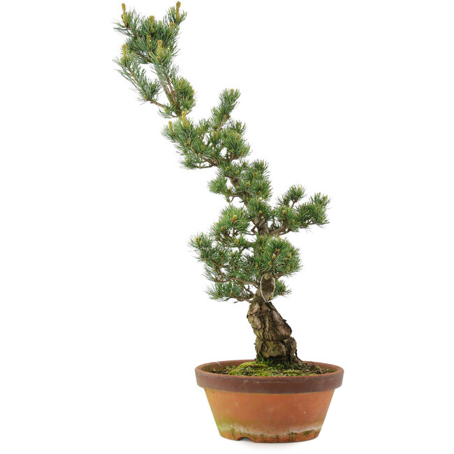 Pinus parviflora, 73 cm, ± 20 años