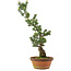 Pinus parviflora, 73 cm, ± 20 jaar oud