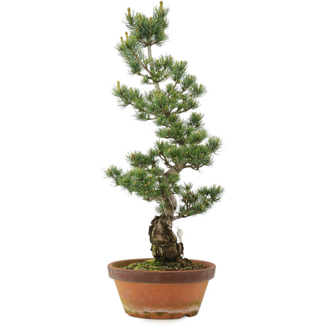 Pinus parviflora, 73 cm, ± 20 jaar oud
