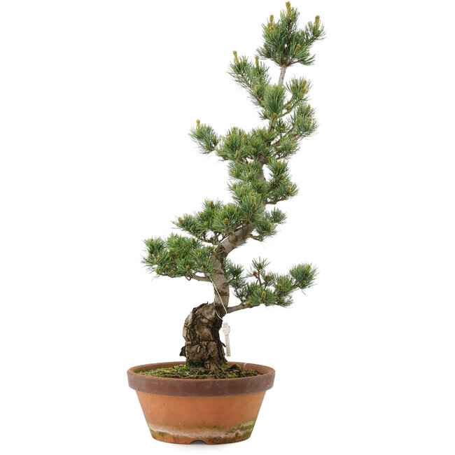 Pinus parviflora, 73 cm, ± 20 Jahre alt