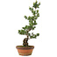 Pinus parviflora, 73 cm, ± 20 jaar oud