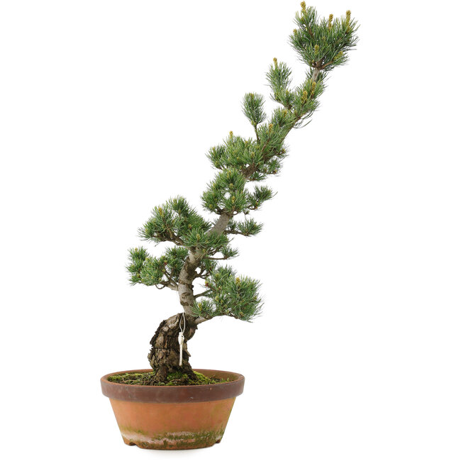 Pinus parviflora, 73 cm, ± 20 jaar oud