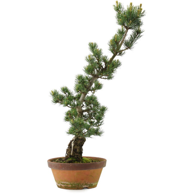 Pinus parviflora, 73 cm, ± 20 jaar oud