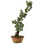 Pinus parviflora, 73 cm, ± 20 jaar oud