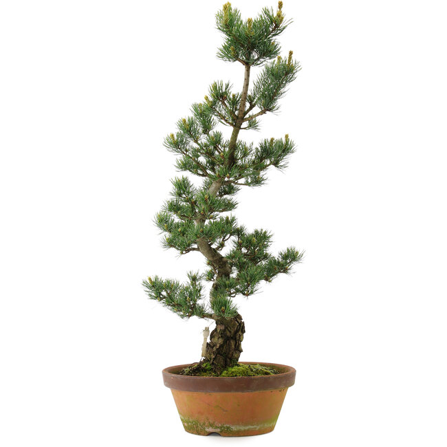 Pinus parviflora, 73 cm, ± 20 Jahre alt