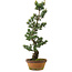 Pinus parviflora, 73 cm, ± 20 jaar oud