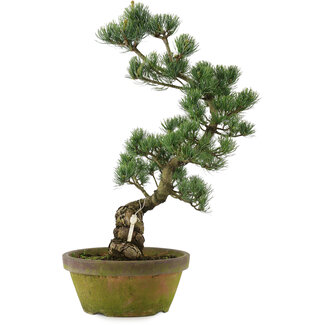 Pinus parviflora, 56 cm, ± 20 jaar oud