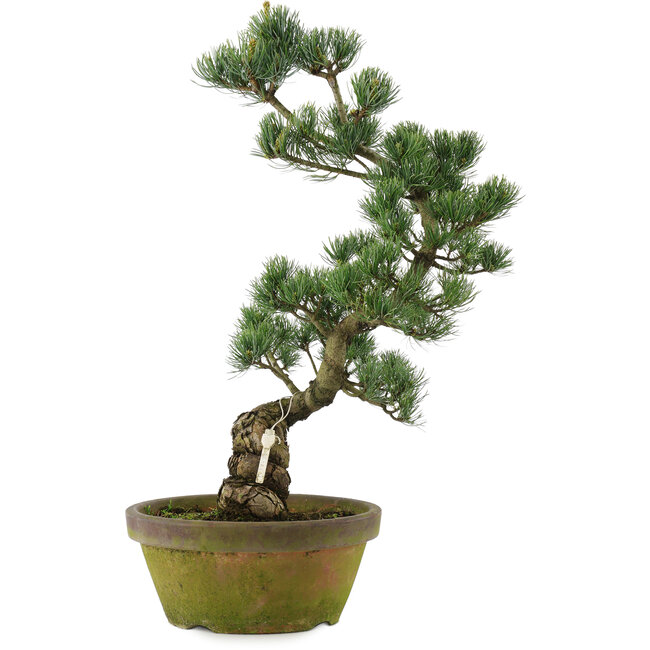Pinus parviflora, 56 cm, ± 20 years old