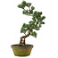 Pinus parviflora, 56 cm, ± 20 years old