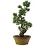 Pinus parviflora, 56 cm, ± 20 years old