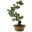 Pinus parviflora, 56 cm, ± 20 years old